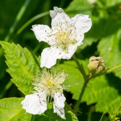 Black Satin Thornless Blackberry -Fast-Growing-Trees Shop Black Satin Blackbery 4