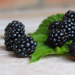 Black Satin Thornless Blackberry -Fast-Growing-Trees Shop Black Satin Blackbery 5