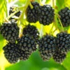 Black Satin Thornless Blackberry -Fast-Growing-Trees Shop Black Satin Blackbery FGT 600x600 d0fdd3ed 6572 4ea7 bffa 3203efce3738