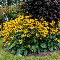 Goldsturm Black-Eyed Susan -Fast-Growing-Trees Shop Black eyed susan 4 FGT