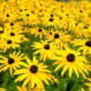 Goldsturm Black-Eyed Susan 2 Goldsturm Black-Eyed Susan -Fast-Growing-Trees Shop Black eyed susan FGT 600x600 5fc5fa90 ed69 40ca 80f8 1dc960e2fcde