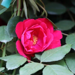 Blaze Improved Climbing Rose 8 Blaze Improved Climbing Rose -Fast-Growing-Trees Shop Blaze Improved Rose 3 FGT