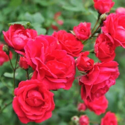Blaze Improved Climbing Rose 9 Blaze Improved Climbing Rose -Fast-Growing-Trees Shop Blaze Improved Rose 5 FGT
