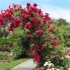 Blaze Improved Climbing Rose -Fast-Growing-Trees Shop Blaze Improved Rose FGT 600x600 b2fbfbe8 bbd0 4985 ace0 aacc40d6061d