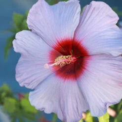Summer Spice® Hardy Hibiscus Bleu Brulee™ -Fast-Growing-Trees Shop Bleu Brulee Hibiscus 1