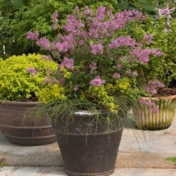 Bloomerang® Lilac Shrub 14 Bloomerang® Lilac Shrub -Fast-Growing-Trees Shop Bloomerang Lilac Shrub 1