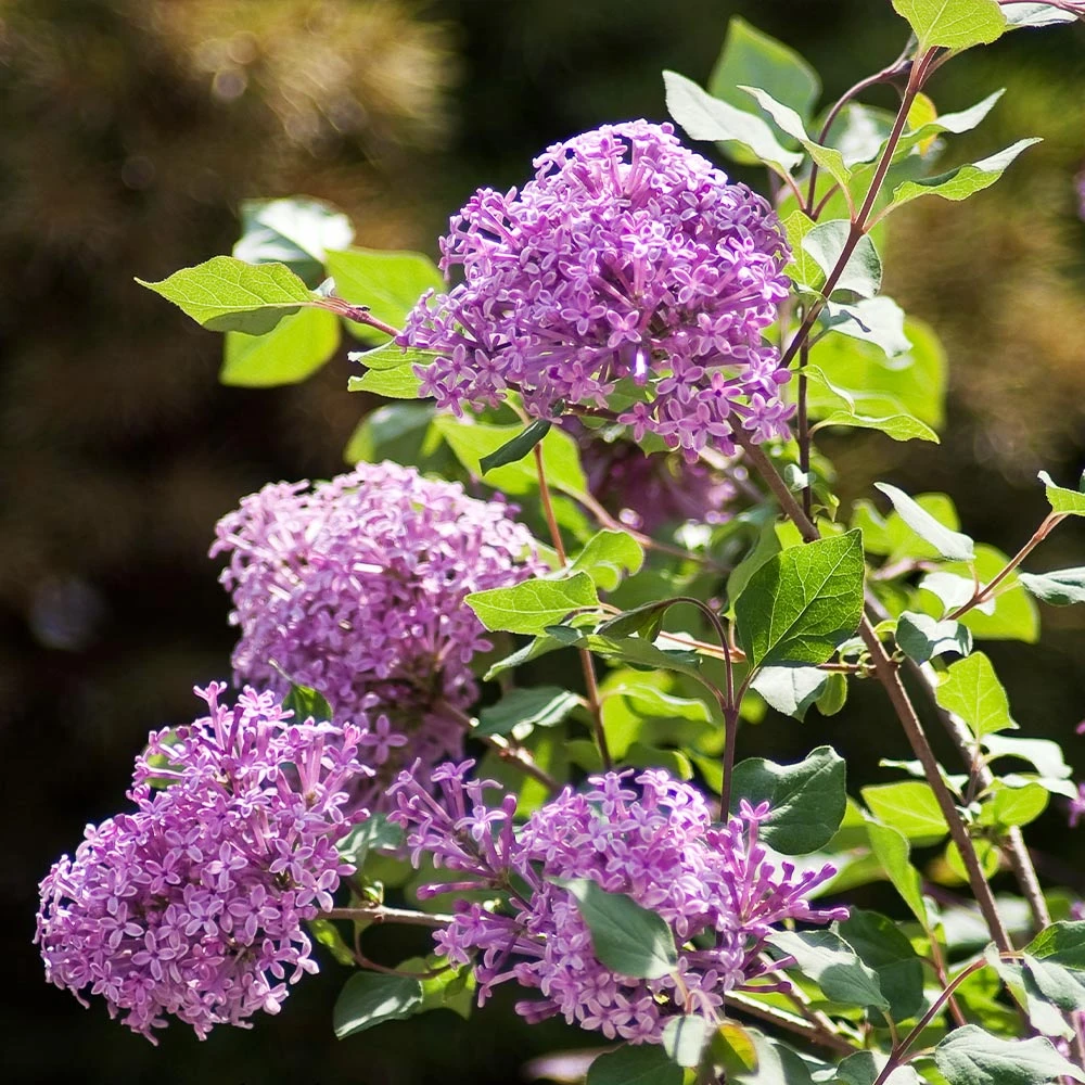 Bloomerang® Lilac Shrub 5 Bloomerang® Lilac Shrub - Image 3