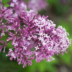 Bloomerang® Lilac Tree 8 Bloomerang® Lilac Tree -Fast-Growing-Trees Shop Bloomerang Lilac Shrub 5 FGT 0736f998 d271 49c8 b6f9 c5a804ca9df7