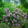 Bloomerang® Lilac Shrub 1 Bloomerang® Lilac Shrub -Fast-Growing-Trees Shop Bloomerang Lilac Shrub 600x600 fbcbaec1 7351 48c4 b56f 15f2756df306