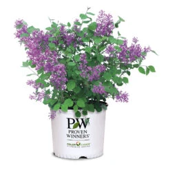 Bloomerang® Lilac Shrub 15 Bloomerang® Lilac Shrub -Fast-Growing-Trees Shop Bloomerang Lilac Shrub 7 3G