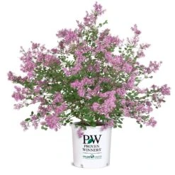 Bloomerang® Lilac Shrub 16 Bloomerang® Lilac Shrub -Fast-Growing-Trees Shop Bloomerang Lilac Shrub 8 5G