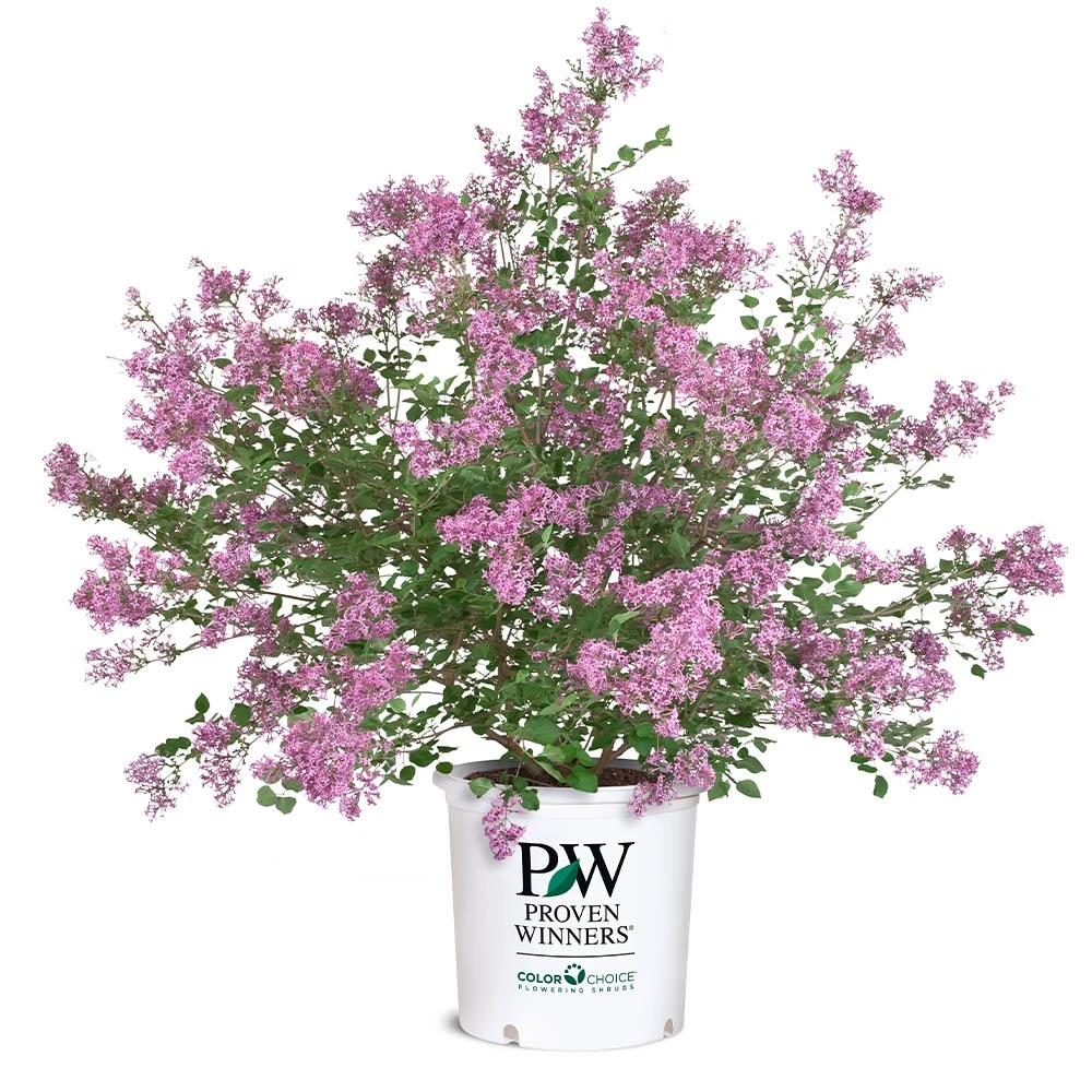Bloomerang® Lilac Shrub 9 Bloomerang® Lilac Shrub - Image 7