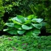 Blue Angel Hosta Plant 1 Blue Angel Hosta Plant -Fast-Growing-Trees Shop Blue Angel Hosta 600x600 c349caf2 e25e 4262 96b4 e4d84f0e56db