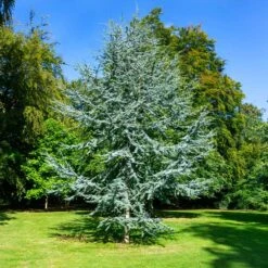 Blue Atlas Cedar Tree -Fast-Growing-Trees Shop Blue Atlas Cedar 2