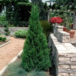 Blue Point Juniper -Fast-Growing-Trees Shop Blue Point Juniper 2