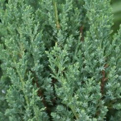 Blue Point Juniper -Fast-Growing-Trees Shop Blue Point Juniper 3