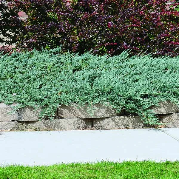 Blue Rug Juniper 3 Blue Rug Juniper