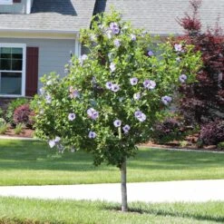 Azurri Blue Satin® Rose Of Sharon Althea Tree -Fast-Growing-Trees Shop Blue Satin Rose Of Sharon Tree 3 44946843 a3ea 4054 b02e a6db3052ceb9
