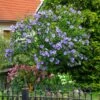 Azurri Blue Satin® Rose Of Sharon Althea Tree 1 Azurri Blue Satin® Rose Of Sharon Althea Tree -Fast-Growing-Trees Shop Blue Satin Rose Of Sharon Tree 600x600 60de359b badf 4160 8f5d 202267acab41
