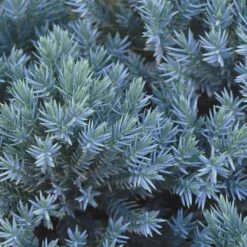 Blue Star Juniper Shrub 9 Blue Star Juniper Shrub -Fast-Growing-Trees Shop Blue Star Juniper 2