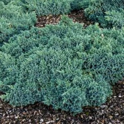 Blue Star Juniper Shrub 11 Blue Star Juniper Shrub -Fast-Growing-Trees Shop Blue Star Juniper 4