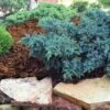 Blue Star Juniper Shrub -Fast-Growing-Trees Shop Blue Star Juniper FGT 600x600 39395957 12cd 4367 9266 50e38577f69d