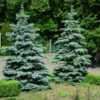 Blue Wonder Spruce Tree -Fast-Growing-Trees Shop Blue Wonder Spruce 600x600 26193ce5 cb4c 4e46 8366 037a0a8f601d