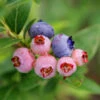 3-in-1 Blueberry Bush -Fast-Growing-Trees Shop Blueberry 3in1 600x600 1aa08fd7 bd51 41f6 bac0 a9579467c982