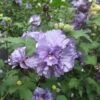 Blueberry Smoothie™ Rose Of Sharon Althea Tree -Fast-Growing-Trees Shop Blueberry Smoothie Althea 350