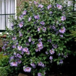 Bluebird Rose Of Sharon Hibiscus Shrub 7 Bluebird Rose Of Sharon Hibiscus Shrub -Fast-Growing-Trees Shop Bluebird Hibiscus 2