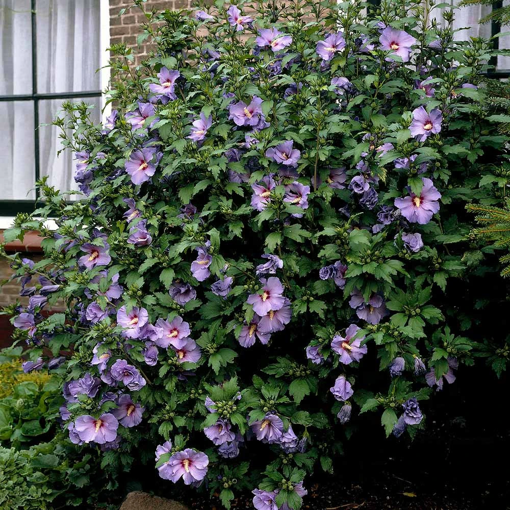 Bluebird Rose Of Sharon Hibiscus Shrub 5 Bluebird Rose Of Sharon Hibiscus Shrub - Image 3