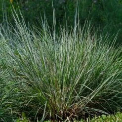 Blues Little Bluestem Grass -Fast-Growing-Trees Shop Bluestem Grass The Blues 4
