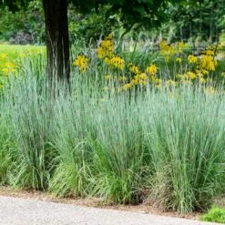 Blues Little Bluestem Grass -Fast-Growing-Trees Shop Bluestem Grass The Blues 5 FGT