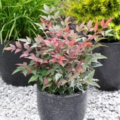 Blush Pink™ Nandina Shrub -Fast-Growing-Trees Shop Blush Pink Nandina FGT 5