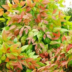 Blush Pink™ Nandina Shrub -Fast-Growing-Trees Shop Blush Pink Nandina FGT 6