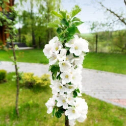 Blushing Delight™ Columnar Apple Tree -Fast-Growing-Trees Shop Blushing Delight Columnar Apple 3