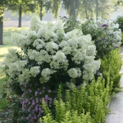 Bobo® Hydrangea Shrub -Fast-Growing-Trees Shop Bobo Hyrangea 2 FGT