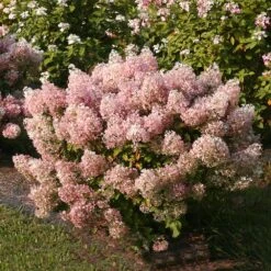 Bobo® Hydrangea Shrub -Fast-Growing-Trees Shop Bobo Hyrangea 4 FGT