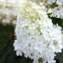 Bobo® Hydrangea Shrub -Fast-Growing-Trees Shop Bobo Hyrangea 5