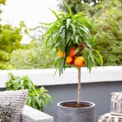 Bonanza Patio Peach Tree -Fast-Growing-Trees Shop Bonanza Peach tree 3