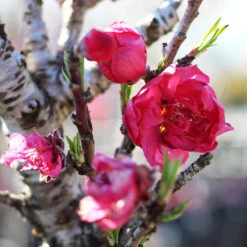 Bonanza Patio Peach Tree -Fast-Growing-Trees Shop Bonanza Peach tree 4 FGT