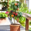Bonanza Patio Peach Tree -Fast-Growing-Trees Shop Bonanza Peach tree FGT 600x600 83c19420 6371 443a 8b39 ed964c3d6525