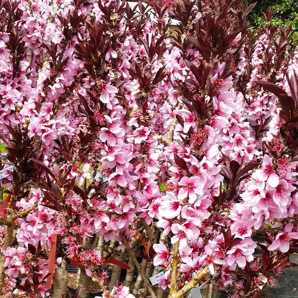 Bonfire Patio Peach Tree 6 Bonfire Patio Peach Tree - Image 4