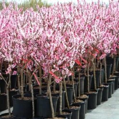 Bonfire Patio Peach Tree 15 Bonfire Patio Peach Tree -Fast-Growing-Trees Shop Bonfire Peach 4