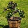 Bonfire Patio Peach Tree -Fast-Growing-Trees Shop Bonfire Peach FGT 600x600 053cb525 f24f 4cbc 98d9 e07eac378d39
