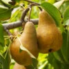 Bosc Pear Tree -Fast-Growing-Trees Shop Bosc pears 600x600 FGT f3cdc24f 4ee7 4db4 8f17 fc904cf59cd5