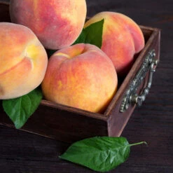 Bounty Peach Tree -Fast-Growing-Trees Shop Bounty Peach 3