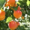 Bounty Peach Tree 2 Bounty Peach Tree -Fast-Growing-Trees Shop Bounty Peach 600x600 ee4d2b5f 3ab5 4cf8 b1cb 748f957a658b