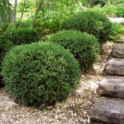Wintergreen Boxwood Shrub -Fast-Growing-Trees Shop Boxwood Wintergreen 2