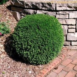 Wintergreen Boxwood Shrub -Fast-Growing-Trees Shop Boxwood Wintergreen 3